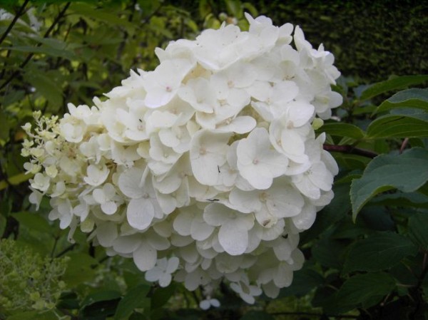 Hydrangea paniculata 'Silver Dollar' -Rispenhortensie-