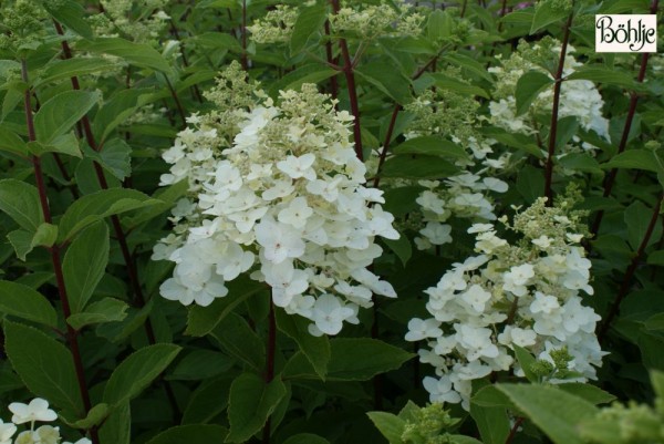 Hydrangea paniculata 'Unique' -Rispenhortensie-