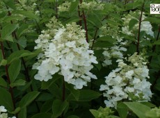 Hydrangea paniculata 'Unique' -Rispenhortensie-