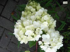 Hydrangea paniculata 'Vanille Fraise' ® -Rispenhortensie-
