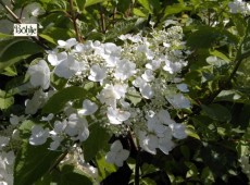 Hydrangea paniculata 'White Moth' -Rispenhortensie-
