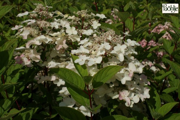 Hydrangea paniculata 'Wim's Red' -S- -Rispenhortensie-