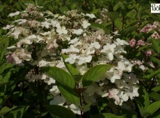 Hydrangea paniculata 'Wim's Red' -S- -Rispenhortensie-