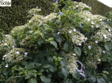 Hydrangea petiolaris -Kletterhortensie-