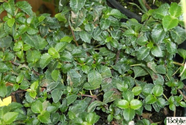 Hydrangea petiolaris 'Cordifolia' -Kletterhortensie-