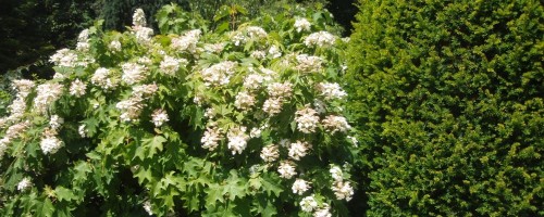 Hydrangea quercifolia (eichenblättrige Hortensien)