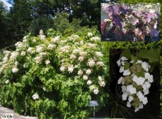 Hydrangea quercifolia -eichenblättrige Hortensie-