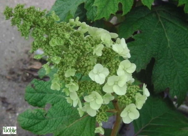 Hydrangea quercifolia 'Applause' -Eichenblatthortensie-