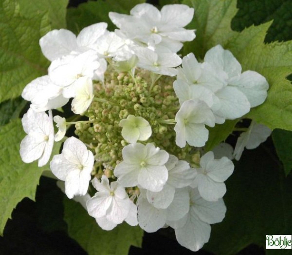 Hydrangea quercifolia 'Burgundy' -Eichenblatthortensie-