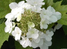 Hydrangea quercifolia 'Burgundy' -Eichenblatthortensie-