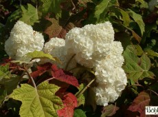 Hydrangea quercifolia 'Harmony' -Eichenblatthortensie-