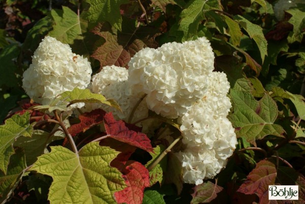 Hydrangea quercifolia 'Harmony' -Eichenblatthortensie-