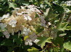 Hydrangea quercifolia 'Ice Crystal' ® -Eichenblatthortensie-