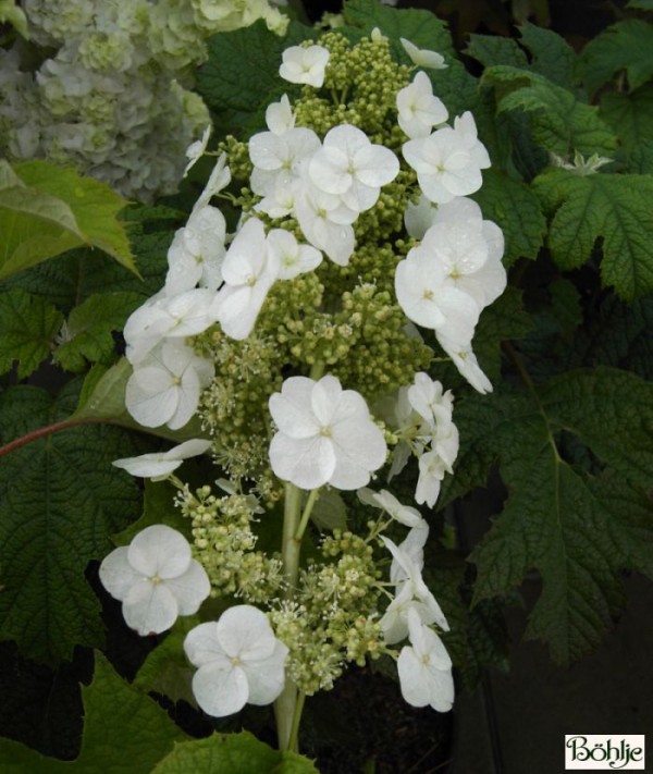 Hydrangea quercifolia 'Pee Wee' -Eichenblatthortensie-