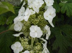 Hydrangea quercifolia 'Pee Wee' -Eichenblatthortensie-