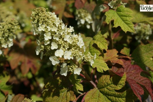 Hydrangea quercifolia 'Ruby Slippers' -Eichenblatthortensie-