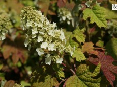 Hydrangea quercifolia 'Ruby Slippers' -Eichenblatthortensie-