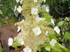 Hydrangea quercifolia 'Sike's Dwarf' -Eichenblatthortensie-