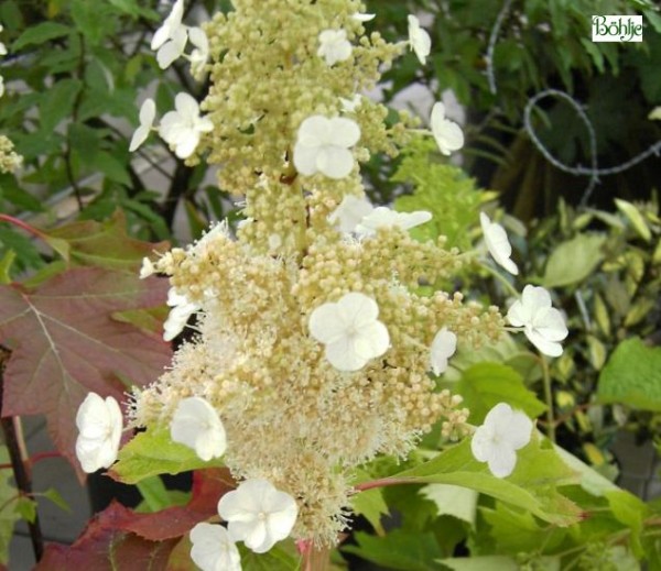 Hydrangea quercifolia 'Sike's Dwarf' -Eichenblatthortensie-