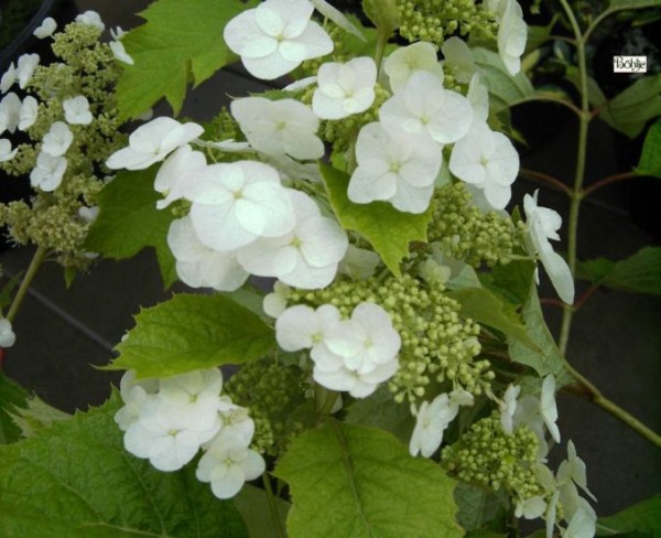 Hydrangea quercifolia 'Snow Queen' -Eichenblatthortensie-