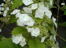 Hydrangea quercifolia 'Snow Queen' -Eichenblatthortensie-