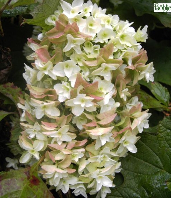 Hydrangea quercifolia 'Snowflake' -Eichenblatthortensie-