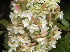 Hydrangea quercifolia 'Snowflake' -Eichenblatthortensie-