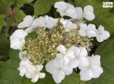 Hydrangea quercifolia 'Tennessee Clone' -Eichenblatthortensie-