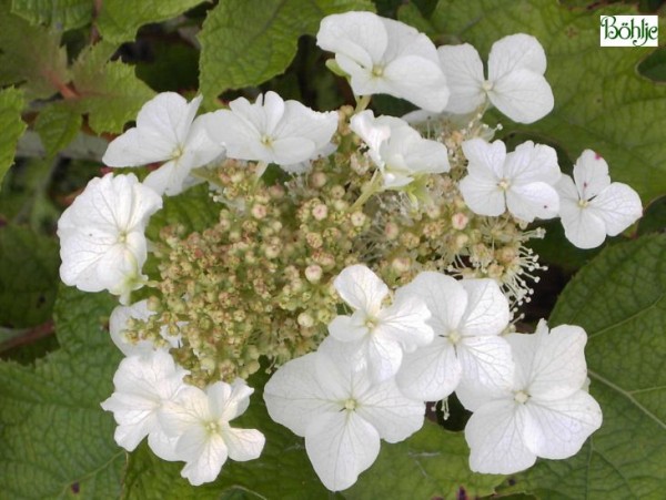 Hydrangea quercifolia 'Tennessee Clone' -Eichenblatthortensie-