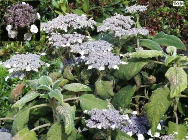 Hydrangea sargentiana -Samthortensie-