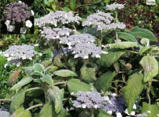 Hydrangea sargentiana -Samthortensie-