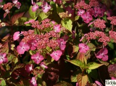 Hydrangea serrata 'Avelroz' 