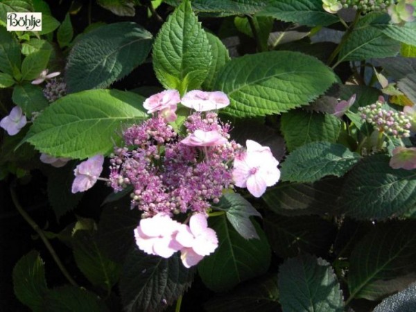 Hydrangea serrata 'Blue Billow' -Tellerhortensie-