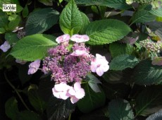 Hydrangea serrata 'Blue Billow' -Tellerhortensie-