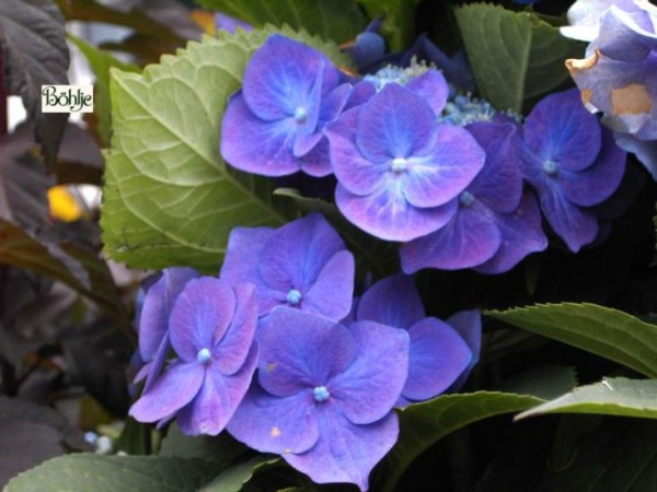 Hydrangea serrata 'Bluebird' -Tellerhortensie-