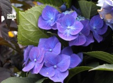 Hydrangea serrata 'Bluebird' -Tellerhortensie-