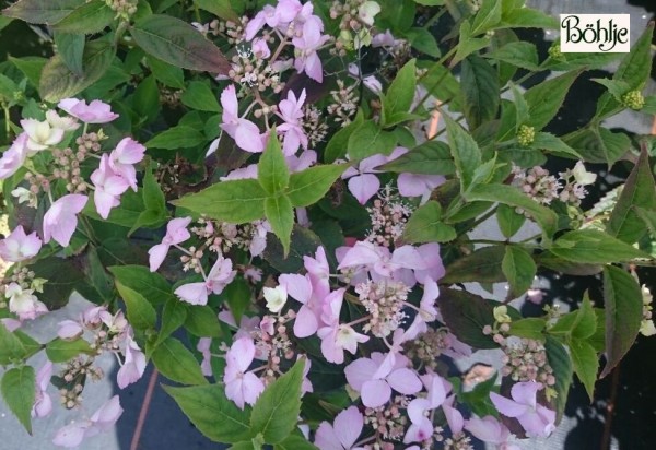 Hydrangea serrata 'Diadem' -Tellerhortensie-