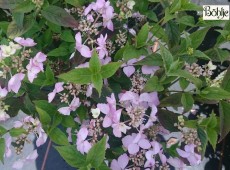 Hydrangea serrata 'Diadem' -Tellerhortensie-