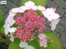 Hydrangea serrata 'Grayswood' -Tellerhortensie- 