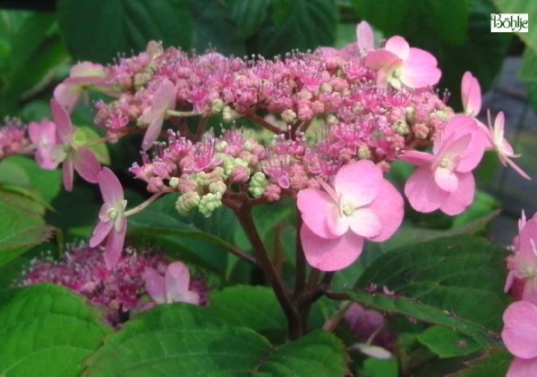 Hydrangea serrata 'Maiko' -Tellerhortensie-