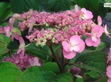 Hydrangea serrata 'Maiko' -Tellerhortensie-