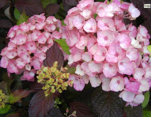 Hydrangea serrata 'Preziosa' -Tellerhortensie-