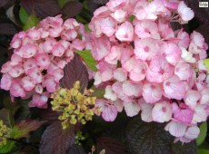 Hydrangea serrata 'Preziosa' -Tellerhortensie-