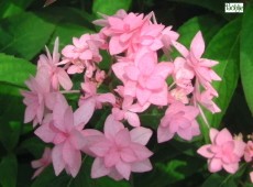 Hydrangea serrata 'Prolifera' -Tellerhortensie-