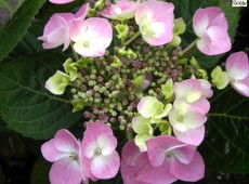 Hydrangea serrata 'Rosalba' -Tellerhortensie-