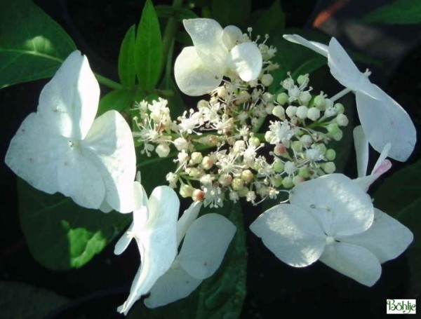 Hydrangea serrata 'Shiro-gaku' -Tellerhortensie-