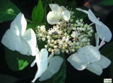 Hydrangea serrata 'Shiro-gaku' -Tellerhortensie-