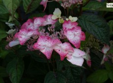 Hydrangea serrata 'Spreading Beauty'