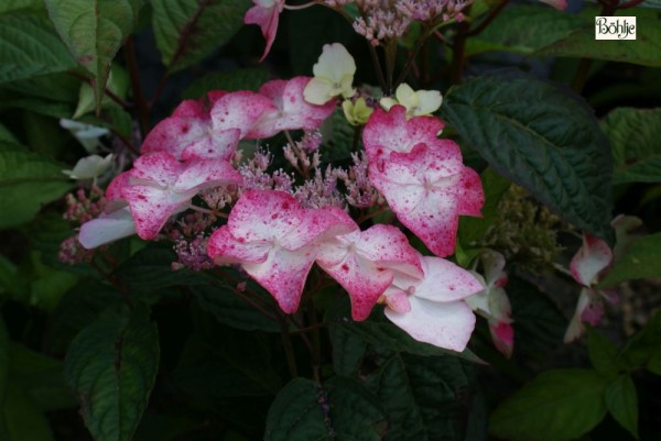 Hydrangea serrata 'Spreading Beauty'