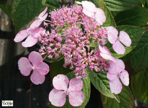 Hydrangea serrata 'Veerle' -Tellerhortensie-